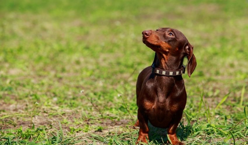 Mastering the Basics: Essential Commands for Basset Artesien Normand Training